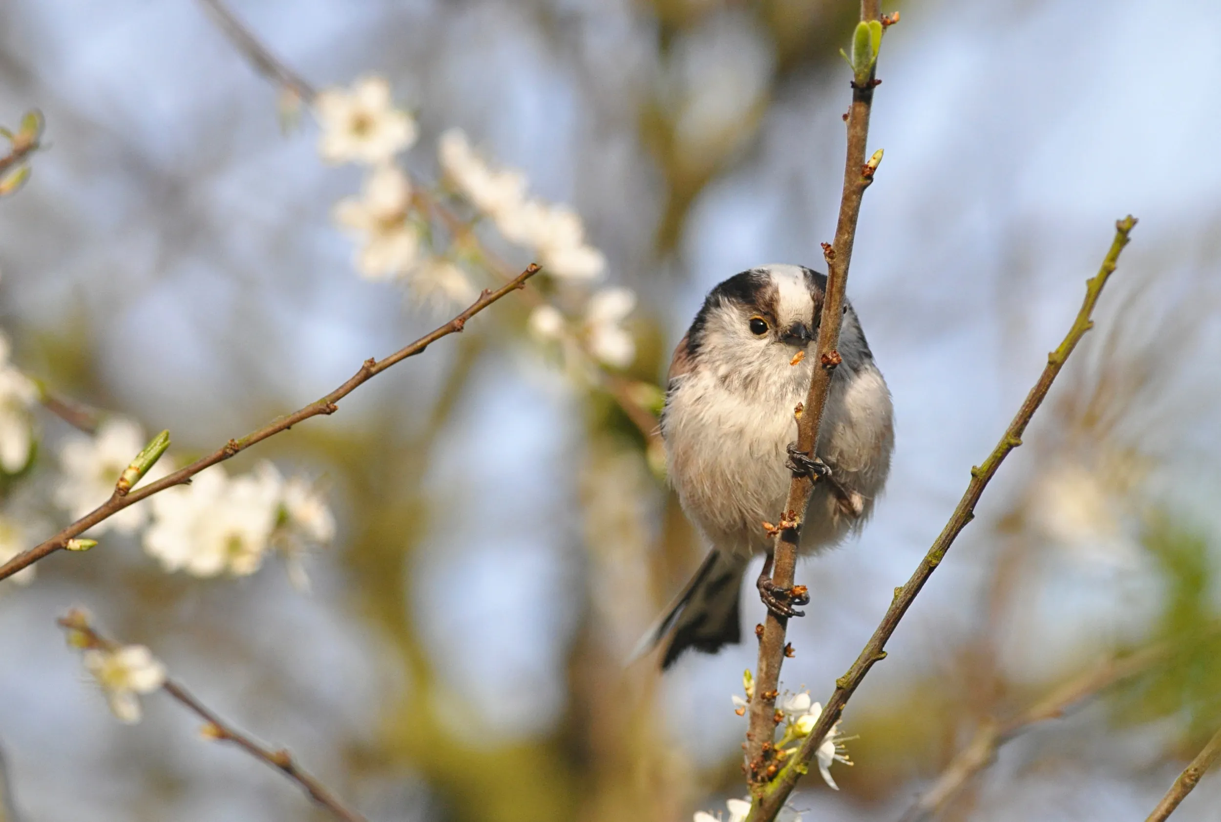A Long-tailed Tit perched on a thin branch, with white blossom in the background